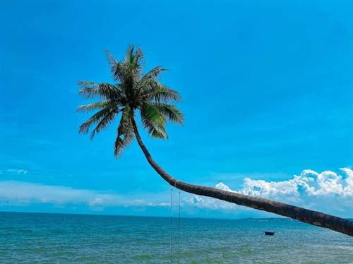 Truy lùng bằng được cây dừa có 'góc nghiêng thần thánh' giữa biển xanh, mây trắng Phan Thiết